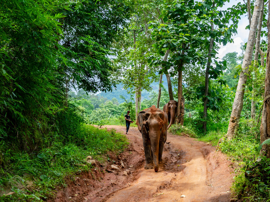 An elephant walking along a forest track with its keeper